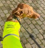 Reflecterende hondenjas